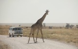 36-IMG_3514