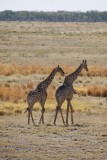 37-IMG_3520