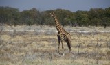 38-IMG_3524