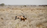 46-IMG_3605