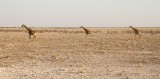 50-IMG_3650