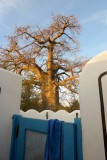 28-P1040525-Baobab camping