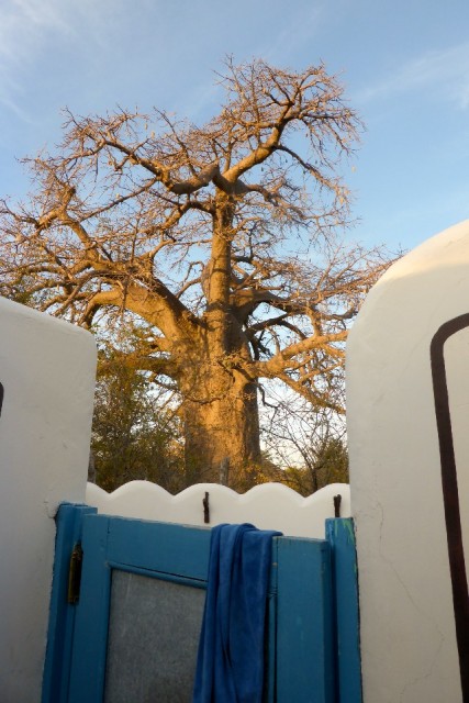 28-P1040525-Baobab camping