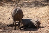 78-IMG_4467-Vic Falls ZIM01