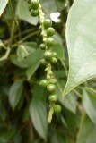 53-P1050121-Zanzibar spice farm pepper