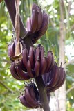 59-P1050187-Zanzibar spice farm red banana