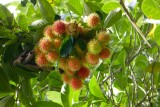 60-P1050204--Zanzibar spice farm lychee