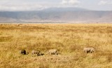 77-IMG_5700_Ngorogoro