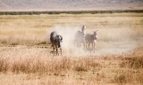 80-IMG_5730_Ngorogoro