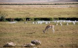 82-IMG_5745_Ngorogoro