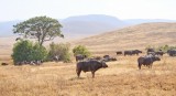 84-IMG_5770_Ngorogoro