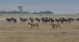 91-P1000712+_Ngorogoro