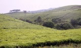 020-IMG_6097-Uganda thee