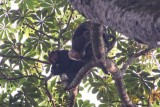 023-IMG_6204-Chimpansee