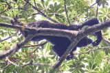 026-IMG_6247-Chimpansee
