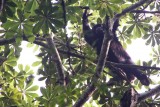 027-IMG_6259-Chimpansee