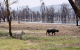 078-IMG_6599-Lake Nakuru