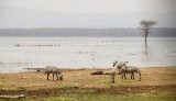 079-IMG_6610-Lake Nakuru