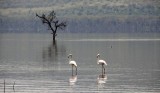 081-IMG_6661-Lake Nakuru