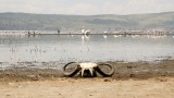 083-IMG_6680-Lake Nakuru