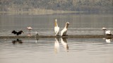 085-IMG_6692-Lake Nakuru