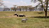 094-IMG_6834-Lake Nakuru