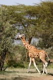 098-IMG_6853-Lake Nakuru