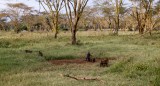 106-IMG_6912-Lake Nakuru