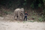 043-IMG_7215-Aziatische olifant