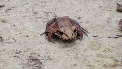 013-P1090133-Frog
