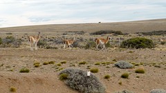 095-P1100220-Patagonie OTR guanaco's