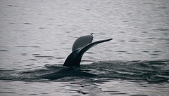 219-IMG_3204-Portal Point whale tail