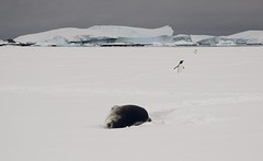 239-IMG_3291-Pleneau Bay seal