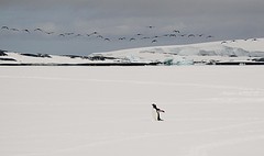 241-IMG_3308-Pleneau Bay