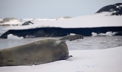 246-IMG_3339-Pleneau Bay seal