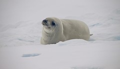 250-IMG_3364-Pleneau Bay seal