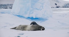 256-IMG_3375-Pleneau Bay iceberg graveyard seal