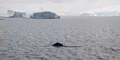 263-IMG_3424-At sea to Port Lockroy whale
