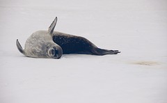271-IMG_3485-Jougla Point