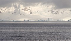 288-IMG_3538-At sea going north orcas