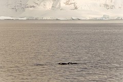 293-IMG_3574-At sea going north orcas