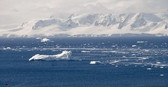 341-P1120560-Cuverville Island