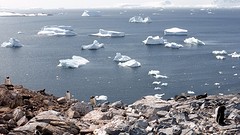 342-P1120570-Cuverville Island