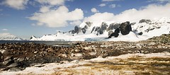 344-IMG_3707-Cuverville Island
