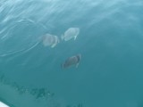 SAM_2671