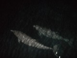 SAM_2590