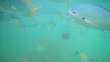 Tijdens het snorkelen