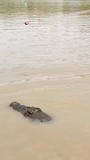 jumping crocodiles!!