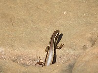 IMG_4364