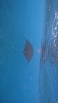 Mantaray